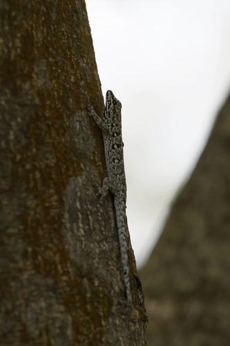 Chevron-throated dwarf gecko