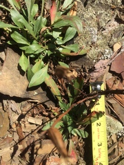 Oenothera argillicola