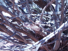 Bothrops ammodytoides