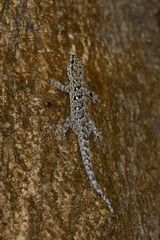 Lygodactylus gutturalis