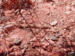 Bothrops ammodytoides