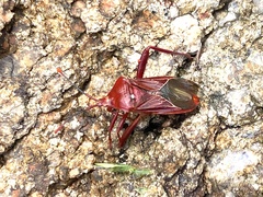 Athaumastus haematicus