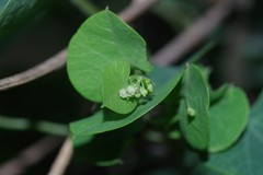 Cissampelos torulosa