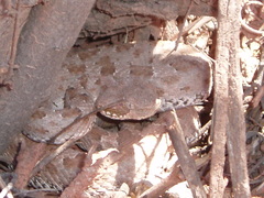 Bothrops ammodytoides