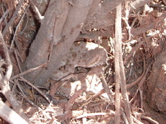 Bothrops ammodytoides