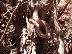 Bothrops ammodytoides