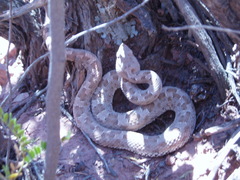 Bothrops ammodytoides