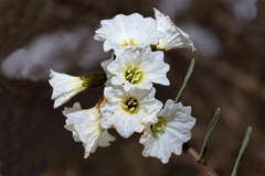 Cordia decandra