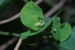 Cissampelos torulosa