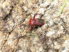 Athaumastus haematicus