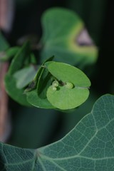 Cissampelos torulosa