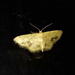 Idaea chotaria