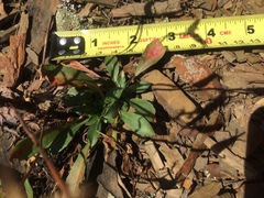 Oenothera argillicola
