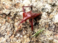 Athaumastus haematicus