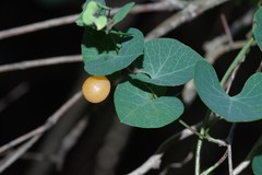 Cissampelos torulosa