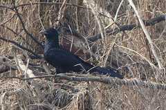 Eudynamys scolopaceus
