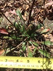 Oenothera argillicola