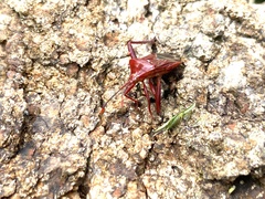 Athaumastus haematicus