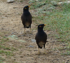 Acridotheres tristis