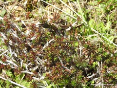 Petrosedum amplexicaule