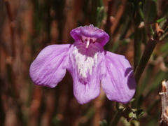 Justiciinae
