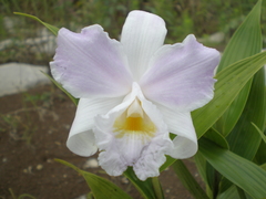 Sobralia cobanensis