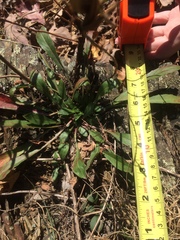 Oenothera argillicola