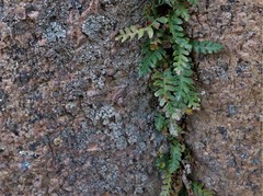 Polypodium saximontanum