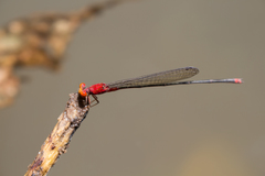 Pseudagrion pilidorsum declaratum