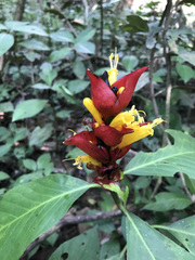 Sanchezia cyathibractea