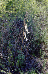 Sinningia tubiflora