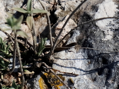 Ablepharus rueppellii
