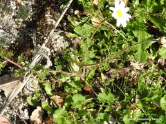Cladanthus mixtus