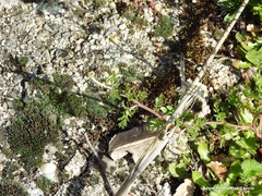 Cladanthus mixtus