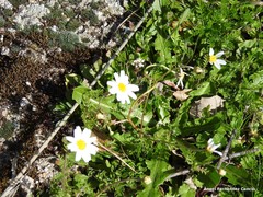Cladanthus mixtus