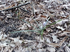 Crocus biflorus