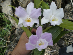 Sobralia cobanensis