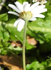 Cladanthus mixtus