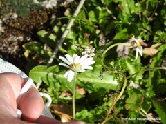 Cladanthus mixtus