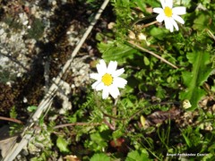 Cladanthus mixtus