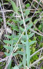 Lactuca perennis