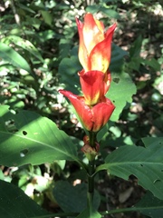 Sanchezia cyathibractea