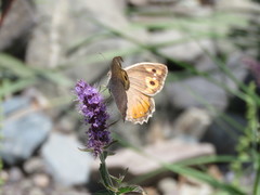 Pseudochazara pelopea