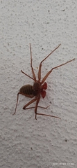 Phrynus operculatus