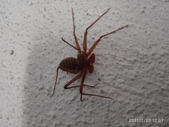 Phrynus operculatus