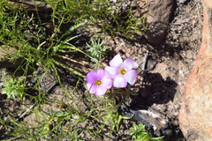 Oxalis heterophylla