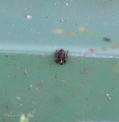 Pseudeuophrys erratica