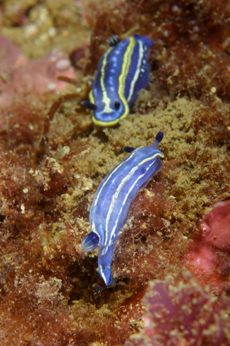 Photo of Tricolor doris (Felimare tricolor)