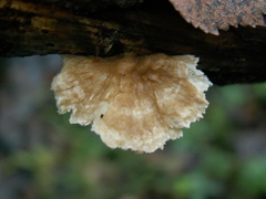 Antrodiella faginea