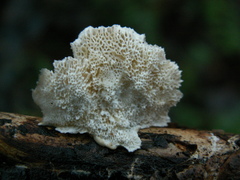 Antrodiella faginea